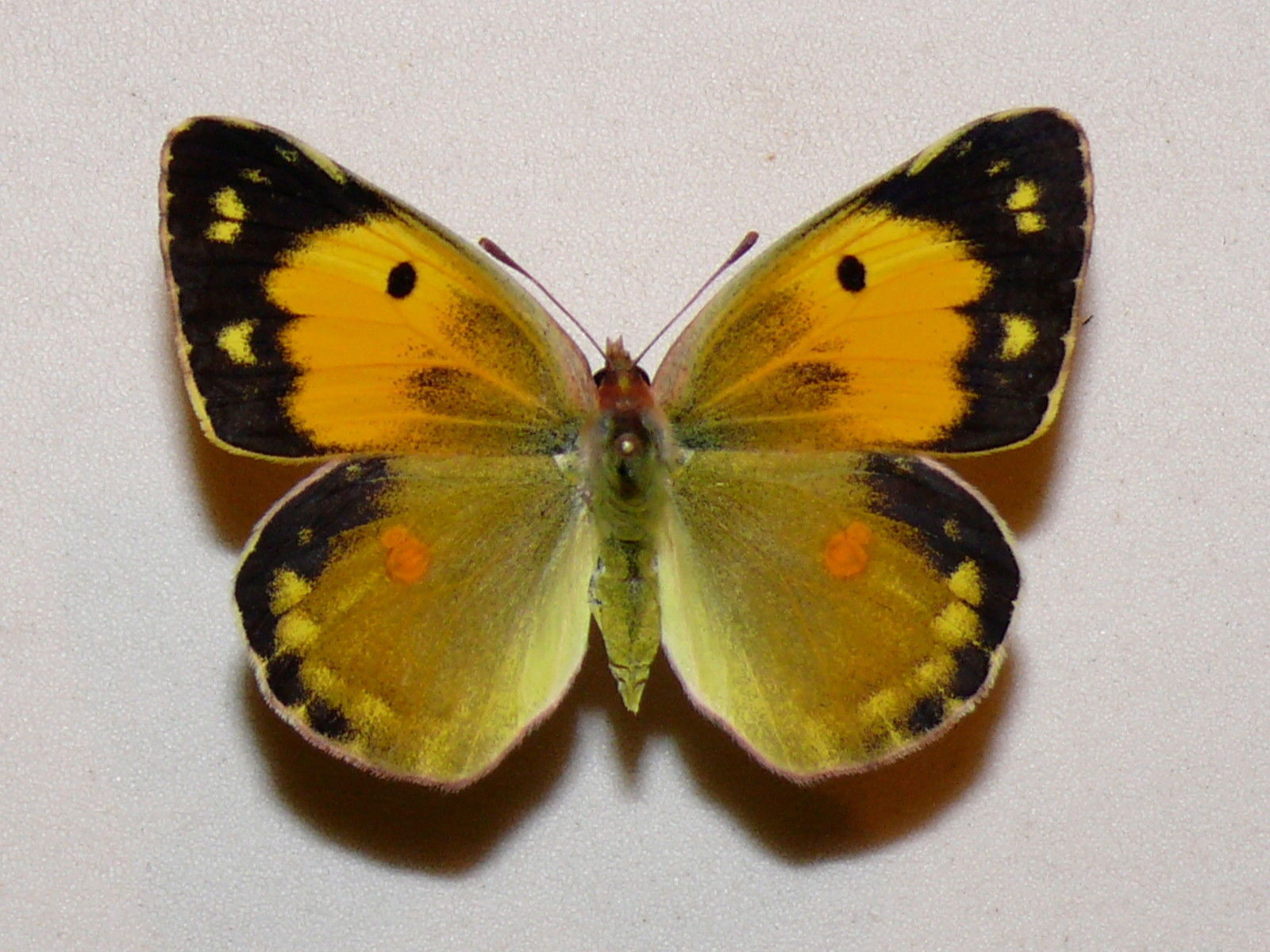 Colias croceus female (clouded yellow aberration) Internet Image property of respective owner, non-commercial use only